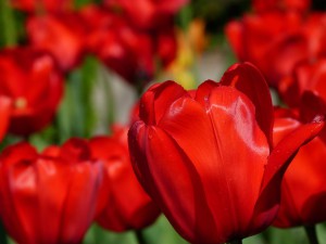 tulips-141399_960_720